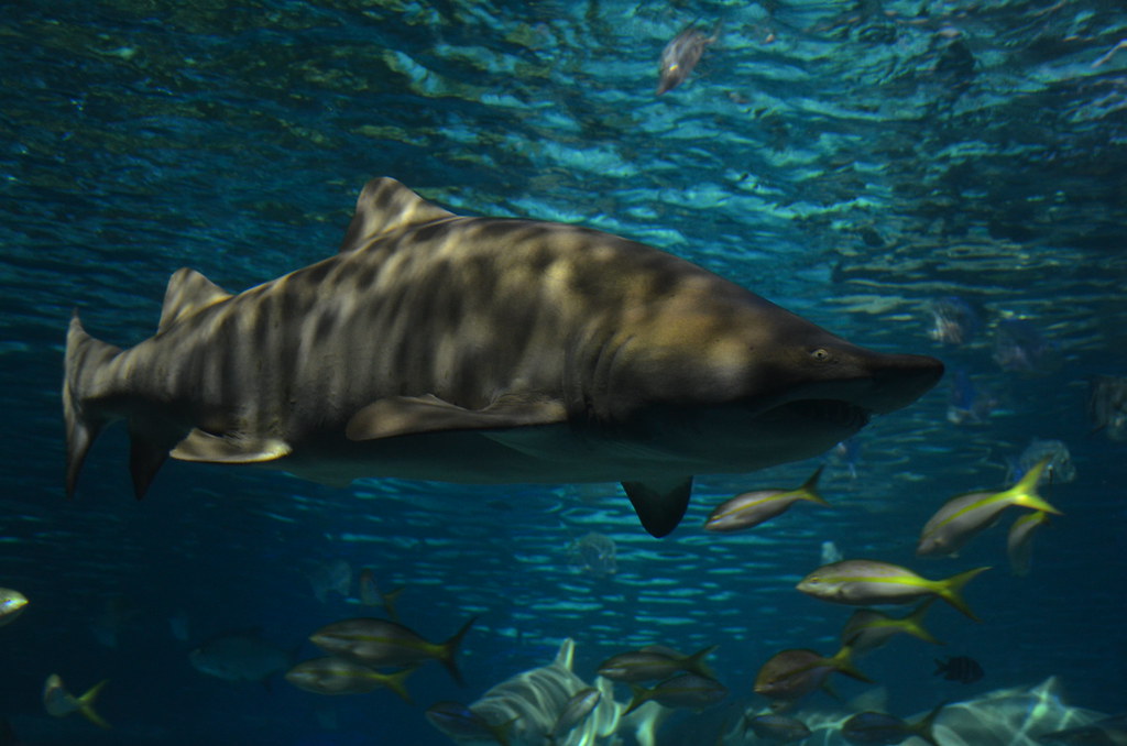 Great white sharks Canada: Proven insights on their rise